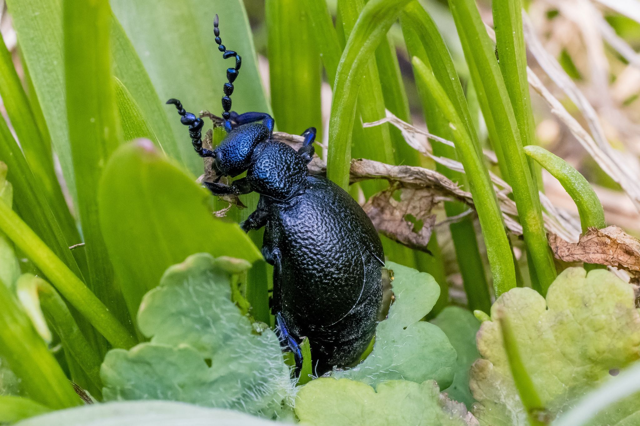 Ein Schwarzblauer Ölkäfer (Meloe proscarabaeus) sitzt in einem Beet in einem Garten.