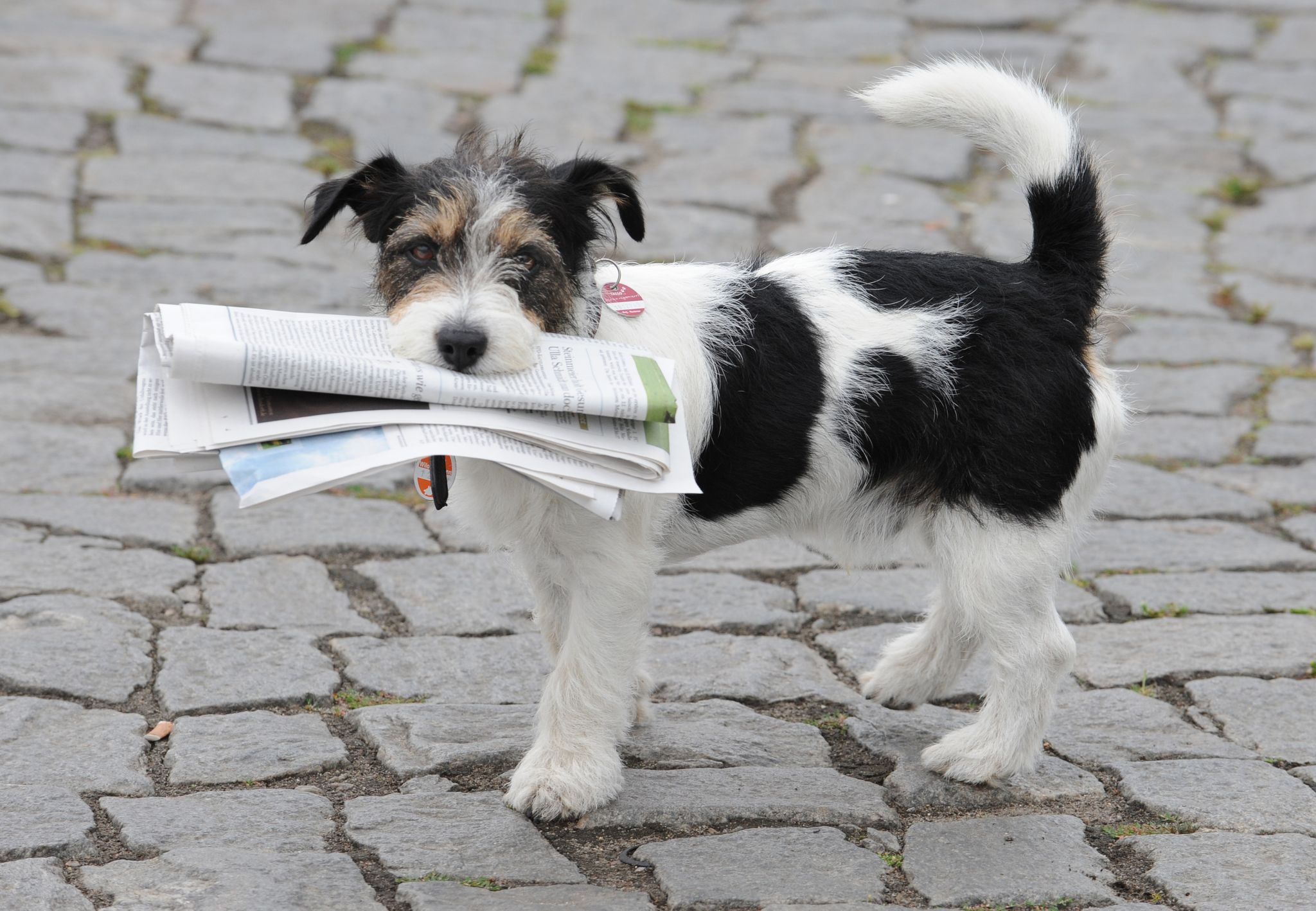 Zeitung holen? Erledigt Bello in Zukunft.