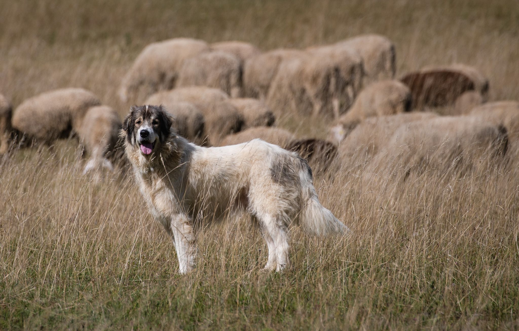 Herdenschutzhunde sind dazu gemacht, ihr Territorium und ihre Herde zu verteidigen. Das macht sie für Spaziergänger gefährlich.