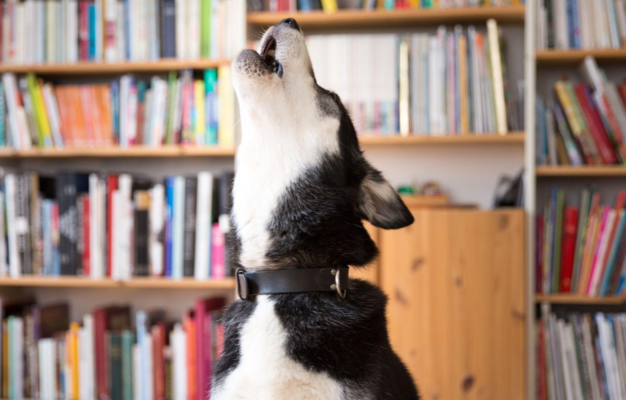 Viele Hunde machen bei Trennungsschmerz laut auf ihre missliche Lage aufmerksam.