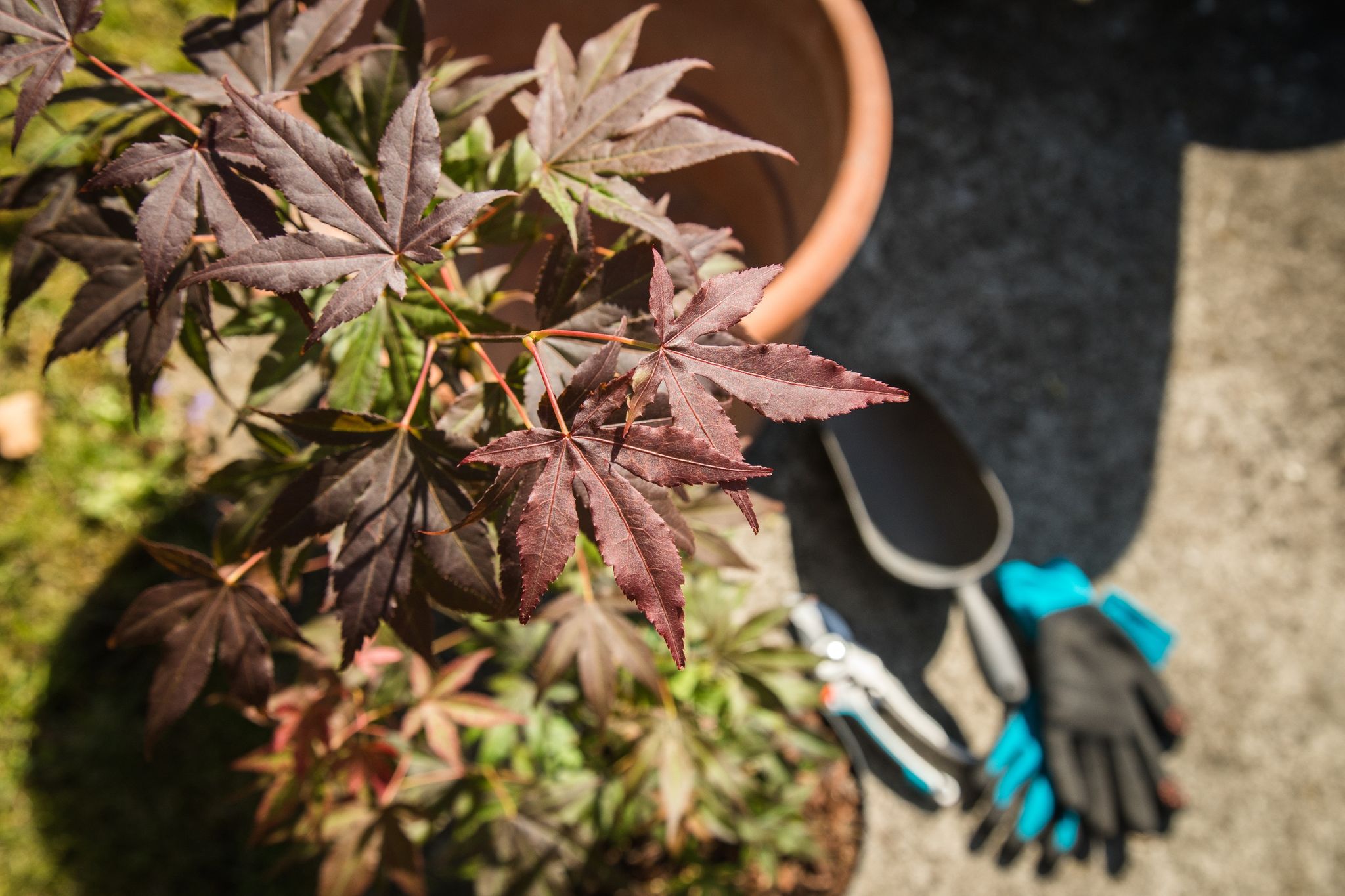 Schön dunkelrot: Japanischer roter Fächerahorn (Acer Palmatum Atropurpureum) kann auch im Herbst gepflanzt werden.