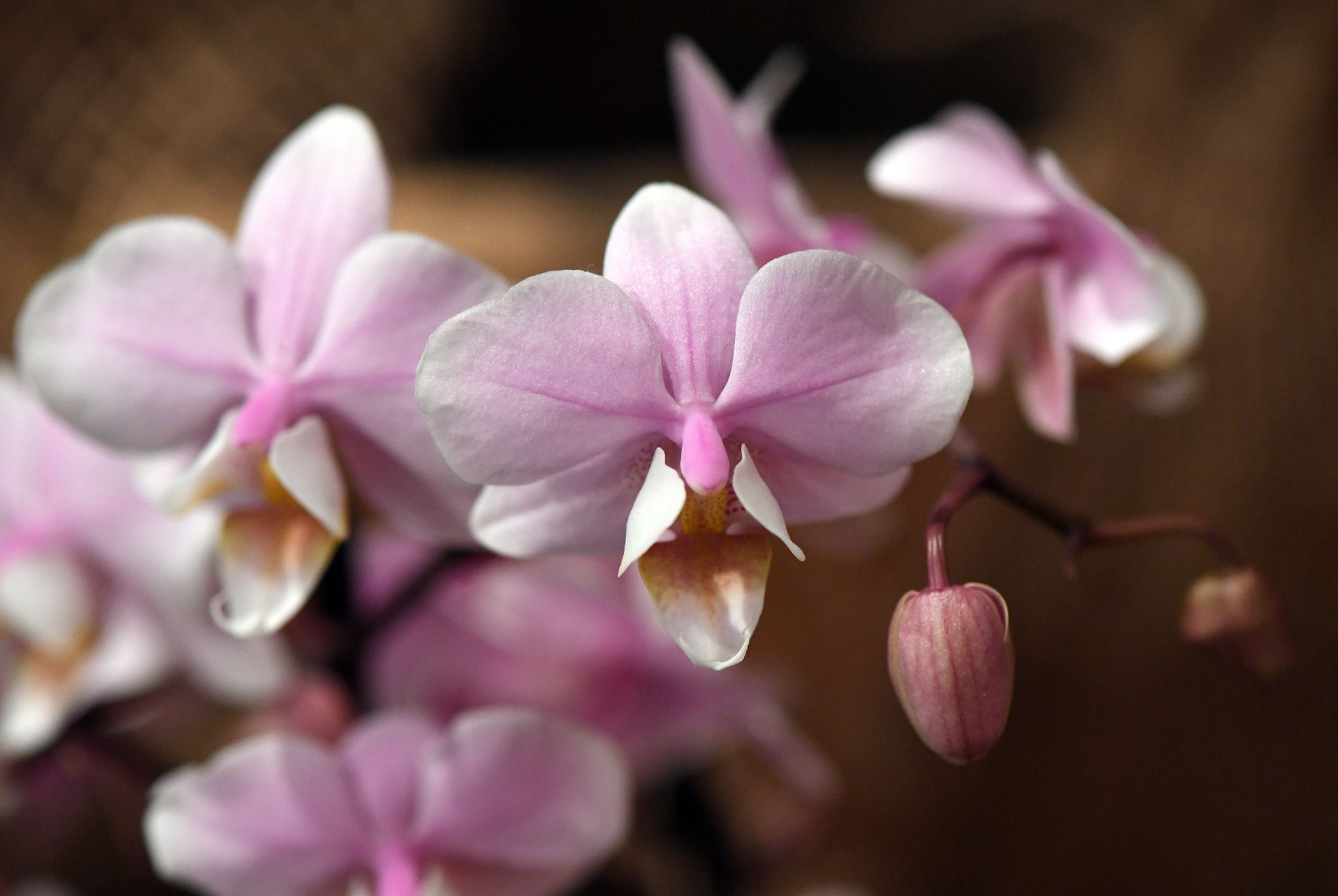 Mit der richtigen Pflege blühen Orchideen-Arten wie die Phalaenopsis mehrfach. Dafür kürzt man kahle Stängel ohne Blätter oberhalb des zweiten oder dritten Auges.