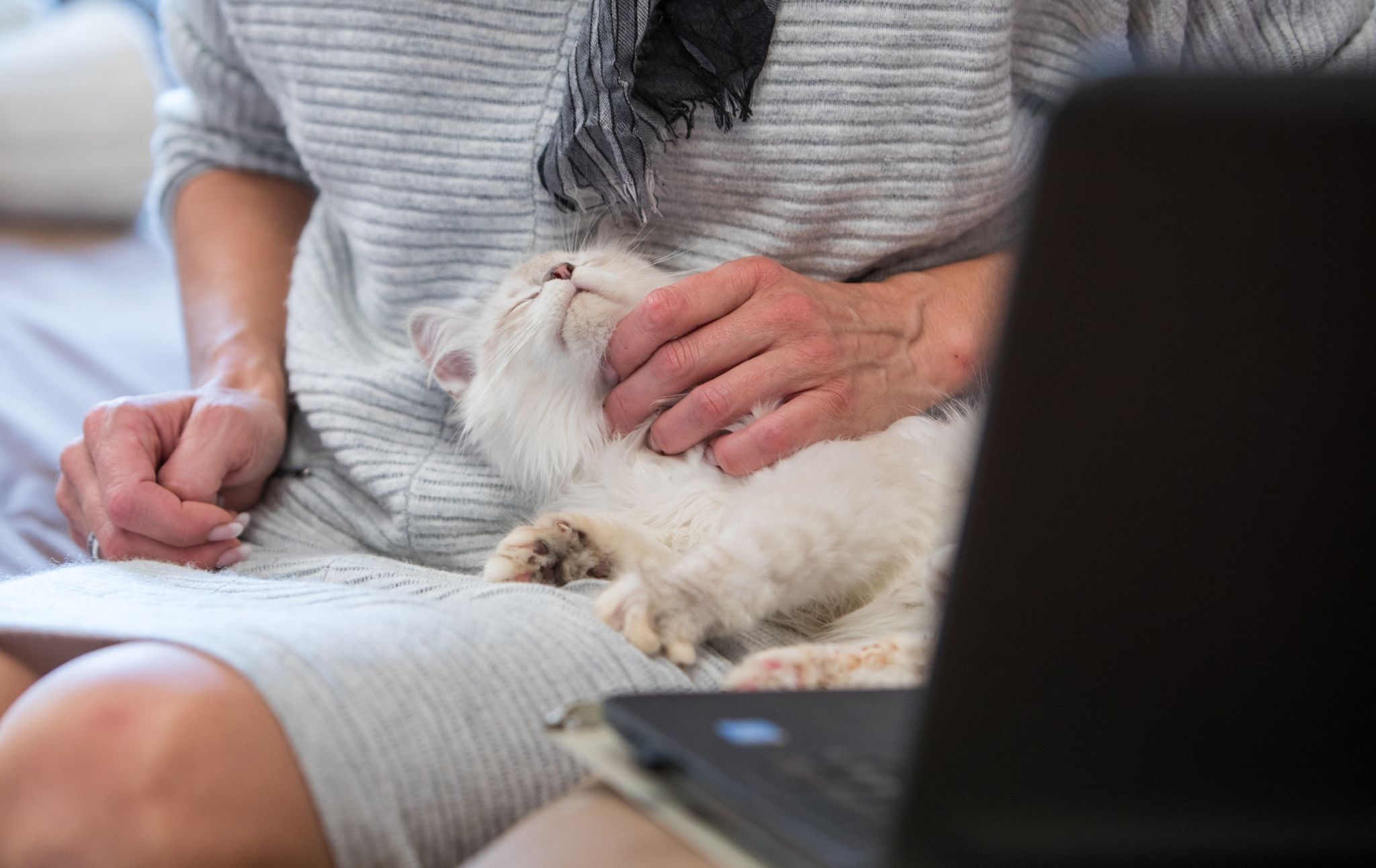 Ist für Haustiere in der Regel weniger stressig als ein Tierarztbesuch: Die Videosprechstunde mit dem Veterinär.