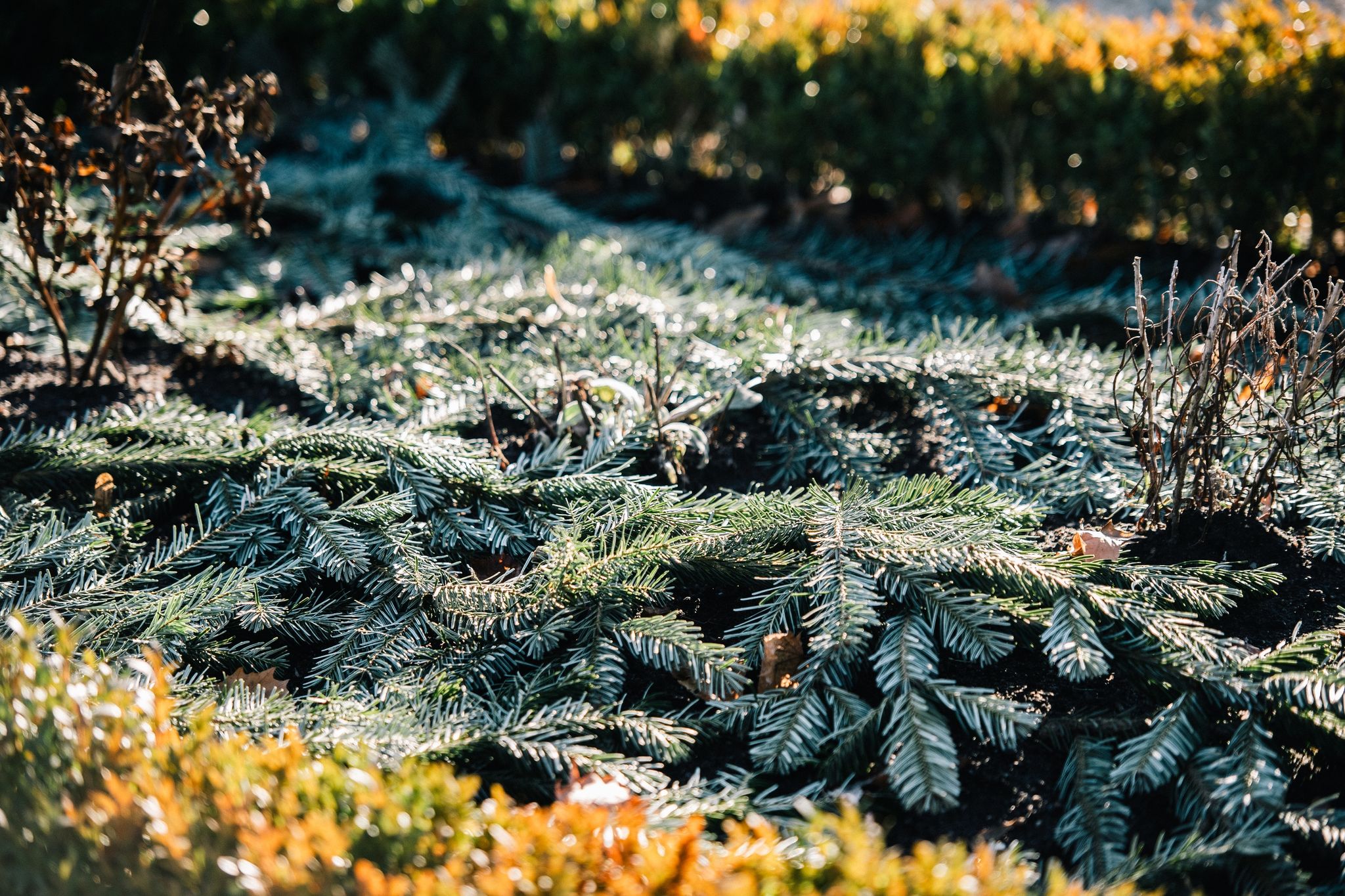 Empfindliche Pflanzen können im Winter mit Hilfe von Tannengrün vor Kälte und Wind geschützt werden.