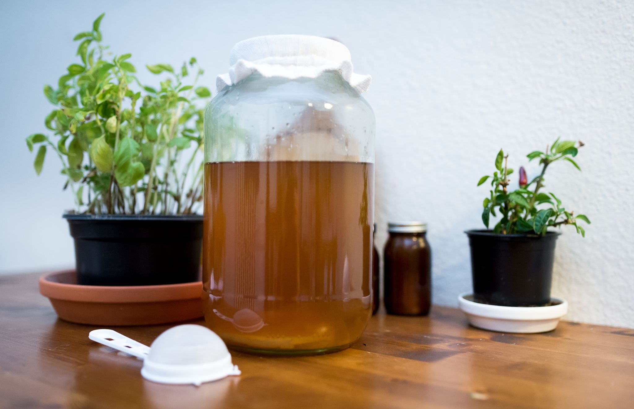 Kombucha besteht aus fermentiertem Tee. Das Getränk soll gesundheitsfördernd sein, doch wissenschaftlich nachgewiesen wurde diese Wirkung bislang nicht.