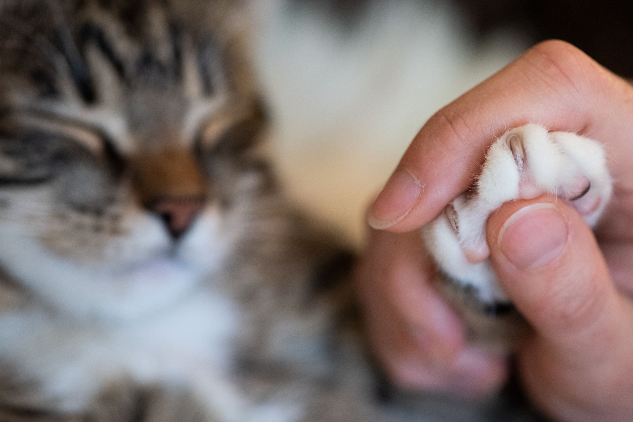 Alten und kranken Katzen kann man mit einer speziellen Schere die Krallen schonend kürzen.