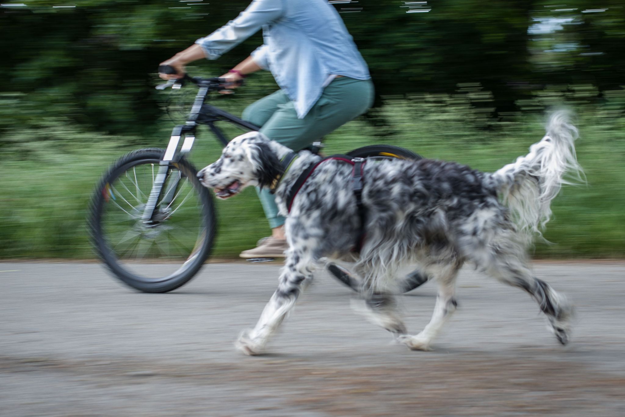 Am besten ist es, Hunde frei neben dem Fahhrad laufen zu lassen.