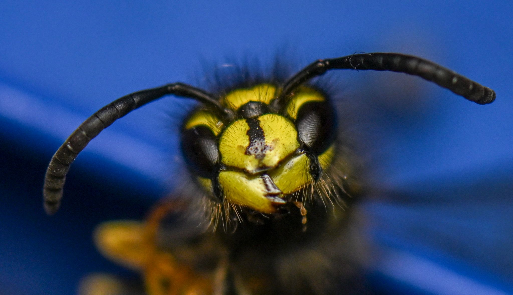 Eine Immuntherapie kann vor schweren allergischen Reaktionen auf Insektengift schützen. (