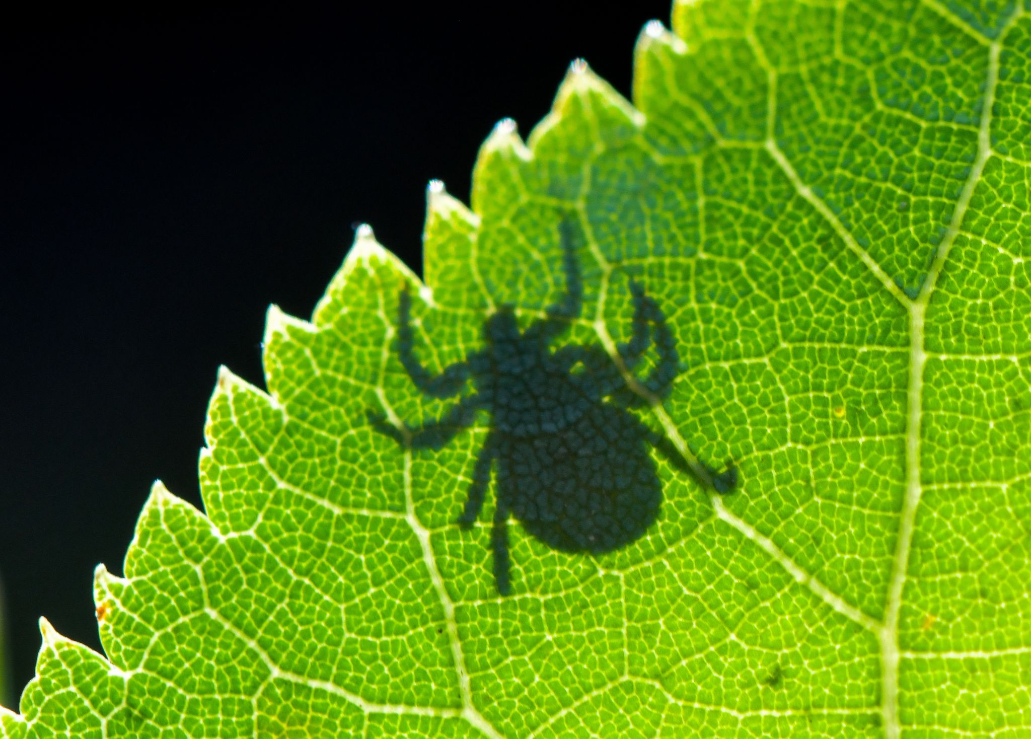 FSME und Borreliose: Zecken können Krankheiten übertragen.