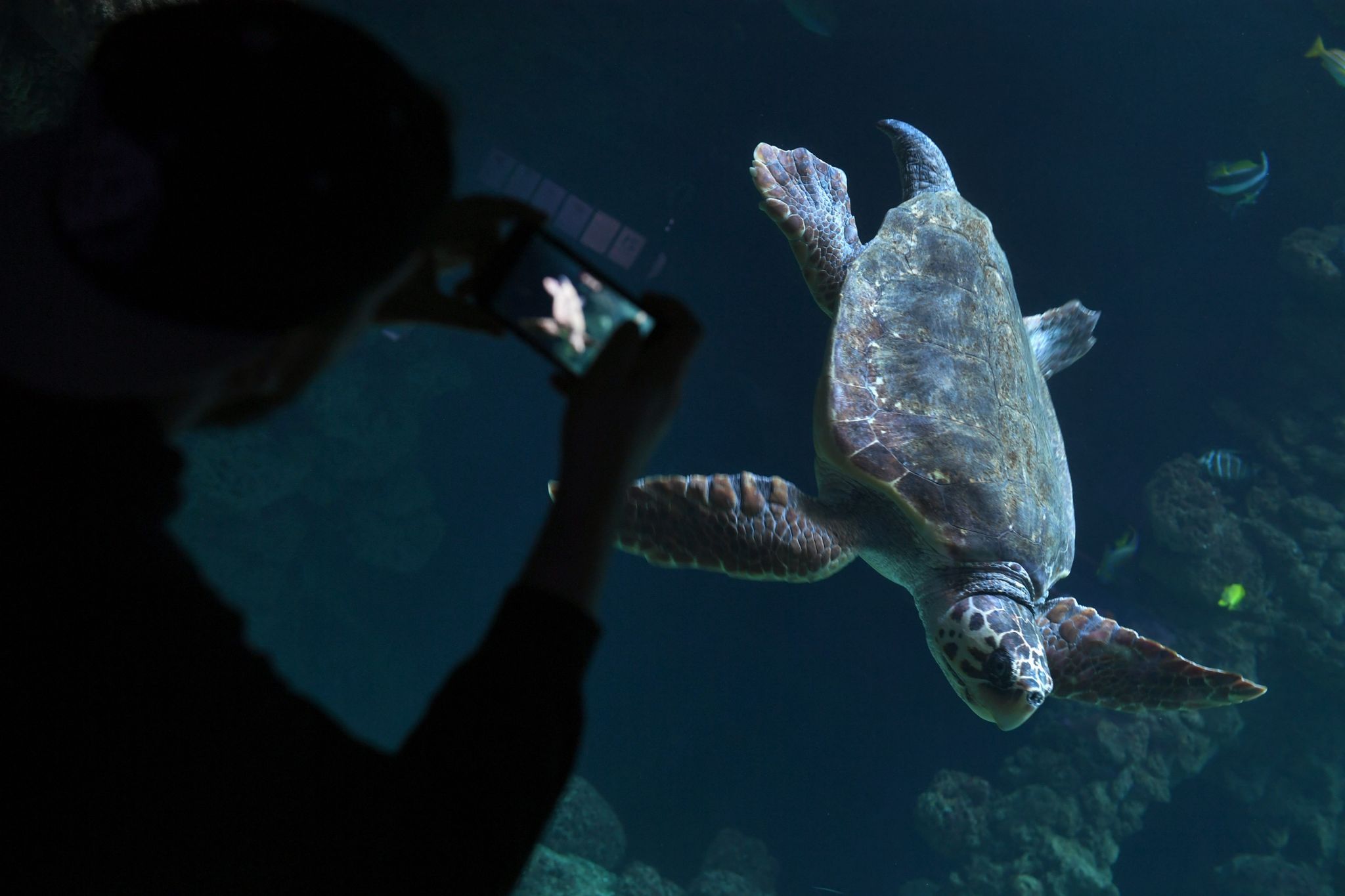 Diese Unechte Karettschildkröte (lat. Caretta caretta) im Meeresmuseum von Stralsund ist ein wunderbares Fotomotiv - sofern man weiß wie man in Aquarien spiegelfrei fotografiert.