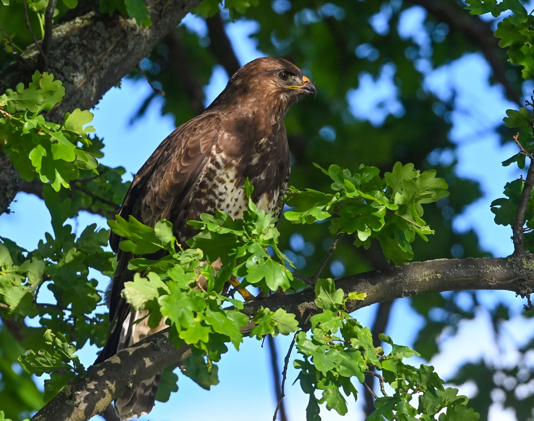 Jogger sollten in diesen Wochen an Waldrändern vorsichtiger unterwegs sein - denn es ist Brutzeit bei den Mäusebussarden und vereinzelt verteidigen die Vögel ihren Nachwuchs gegen den vermeintlich gefährlichen schnell laufenden Menschen.